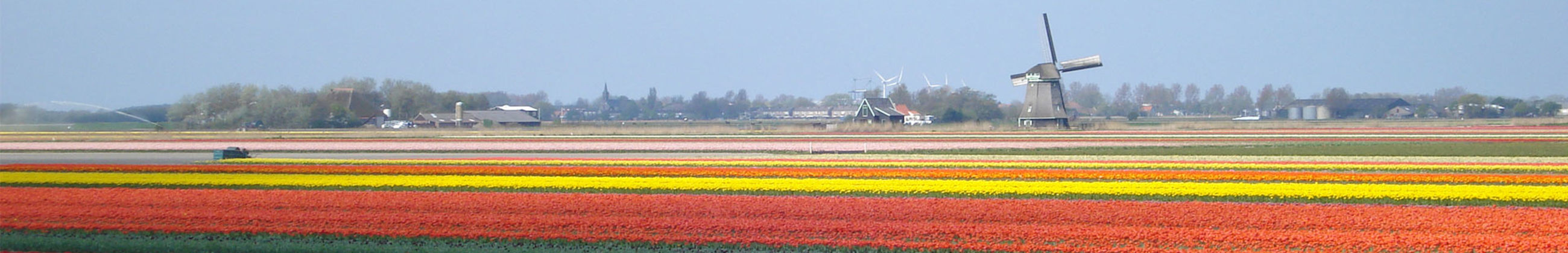 Tulpen Noord Holland