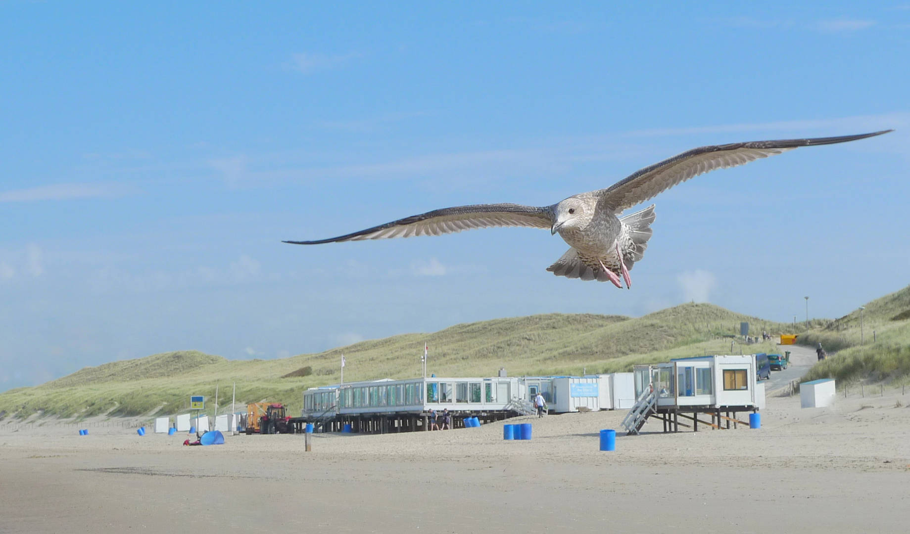 Meeuw boven strandtent