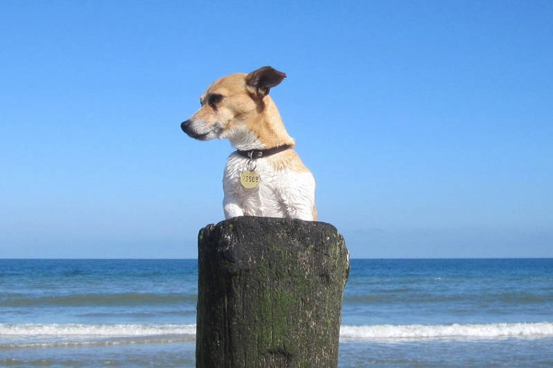 drijvend Darts Observatie Huisje aan zee met hond [Noord-Holland] boeken? LekkerNaarZee