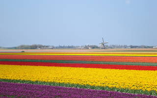 Tulpenvelden in de omgeving van Callantsoog