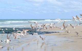 Meeuwen op het strand van Groote Keeten