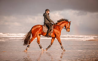 paardrijden paarden strandrit