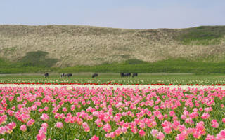 Tulpenveld Julianadorp