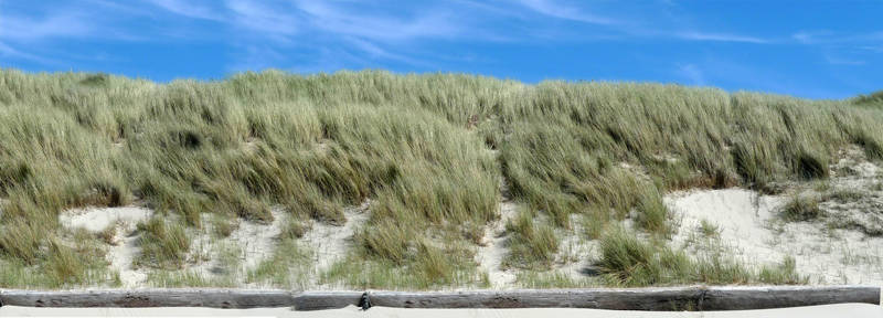 Duinen met wind