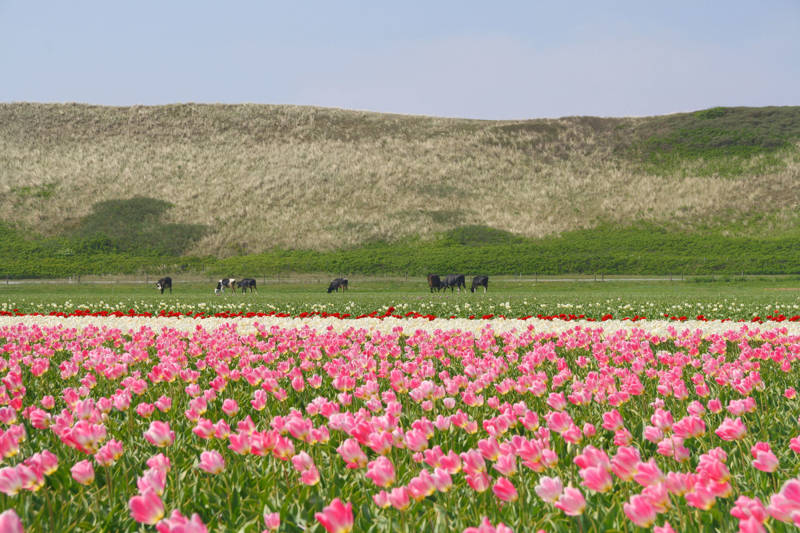 Tulpenvelden in omgeving van Callantsoog