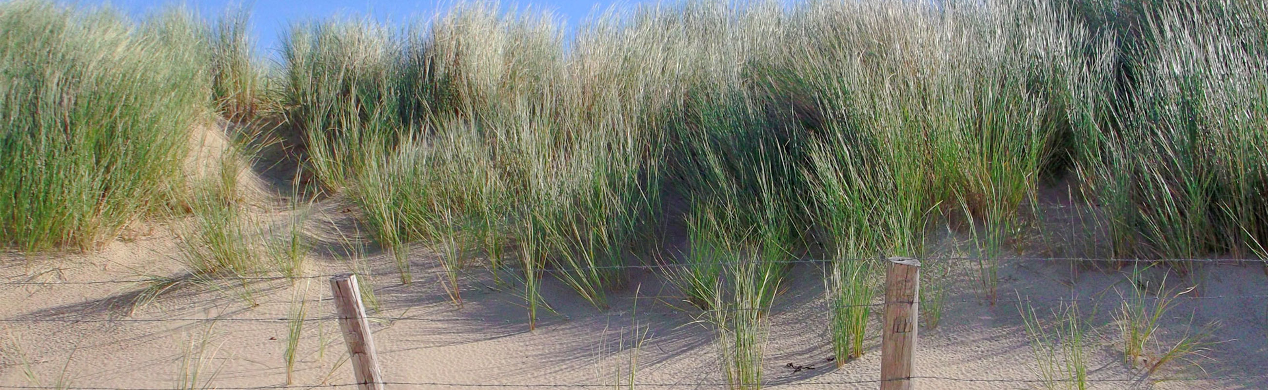 duinen strand zee