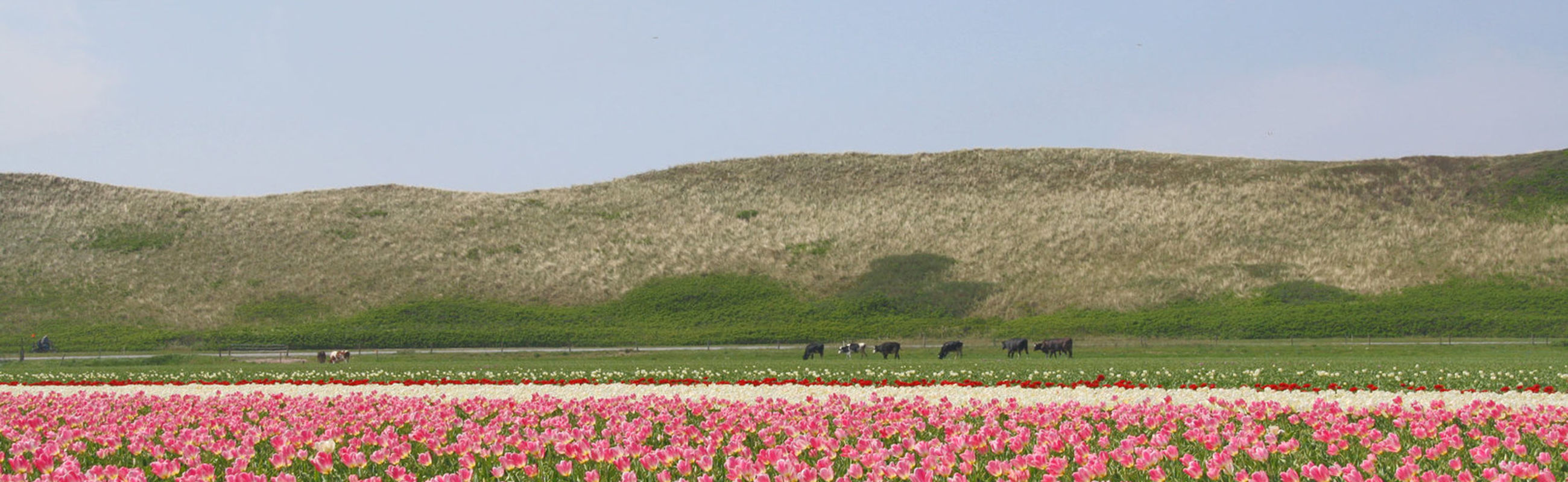 Tulpenveld en duinen