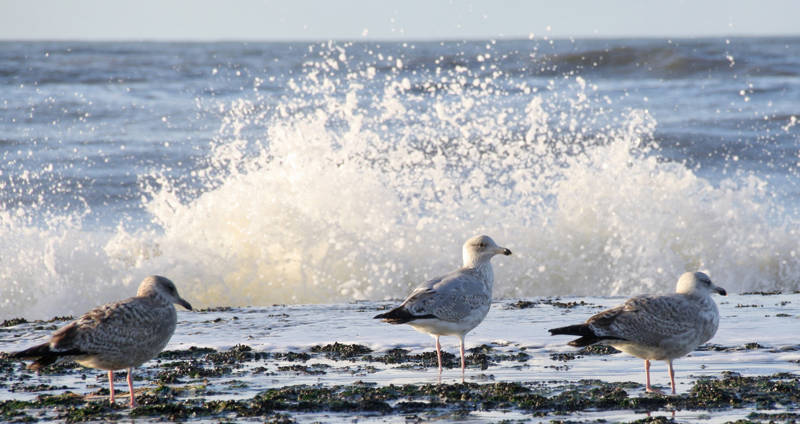 Meeuwen op de pier bij Callantsoog